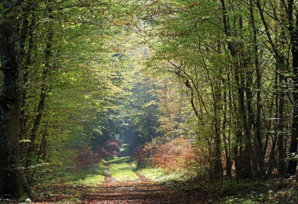 Parc du Gatinais