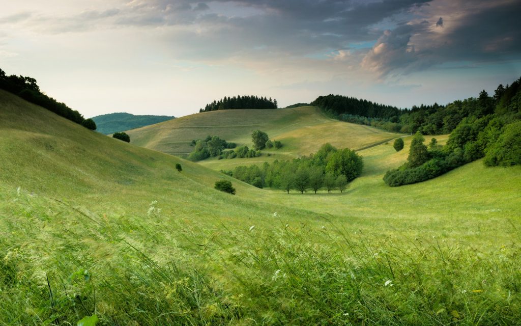 Paysage verdoyant