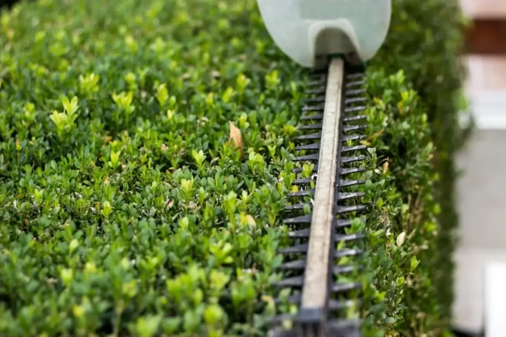 Trimming the Bushes