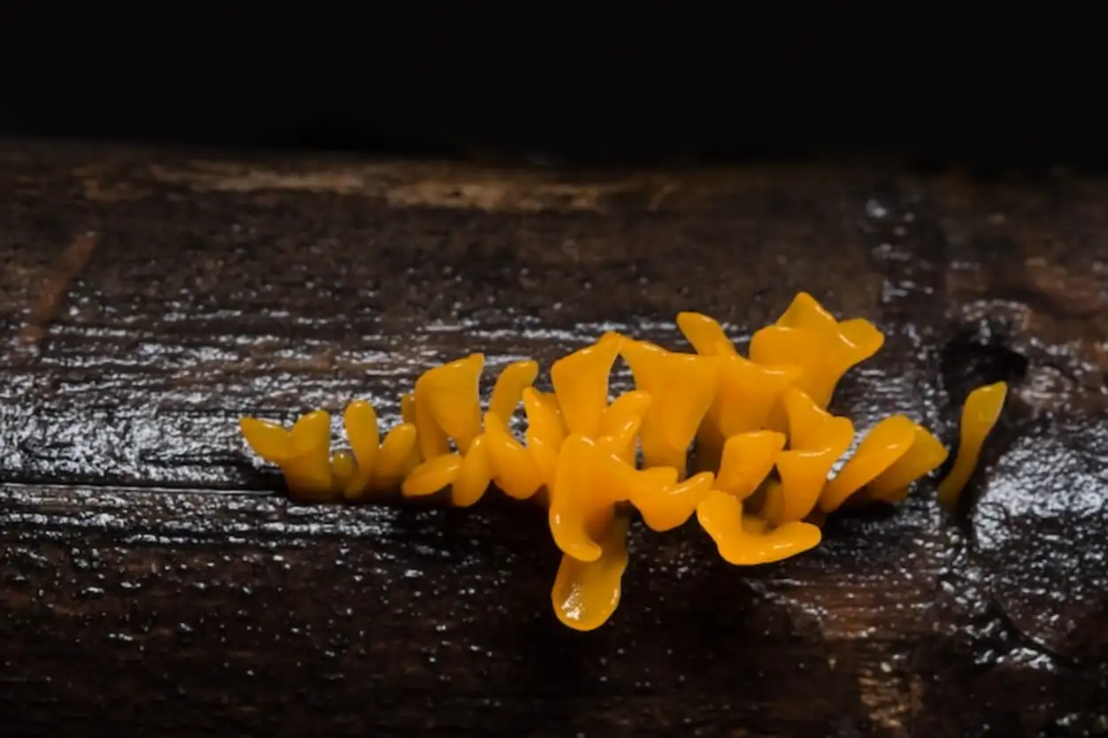 Take photos near the orange mushrooms.