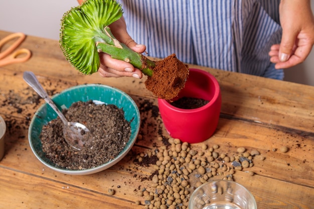 A woman transplants a houseplant a flower in a ceramic pot hands and flower close-up