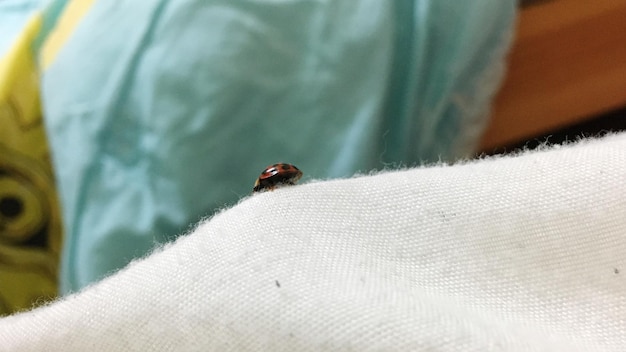 Close-up of ladybug on man