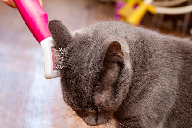 Grooming brushing gray pretty cute cat with a special brush