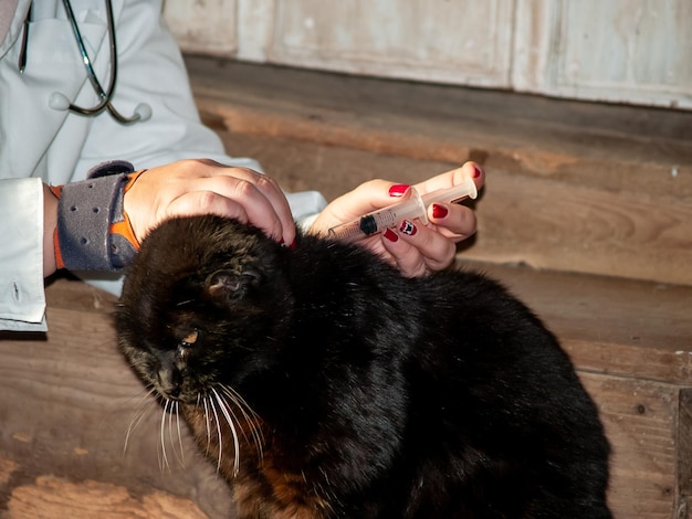 Midsection of woman holding cat