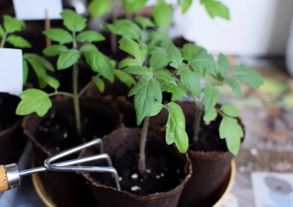 Tomato seedlings grow in a pot at home