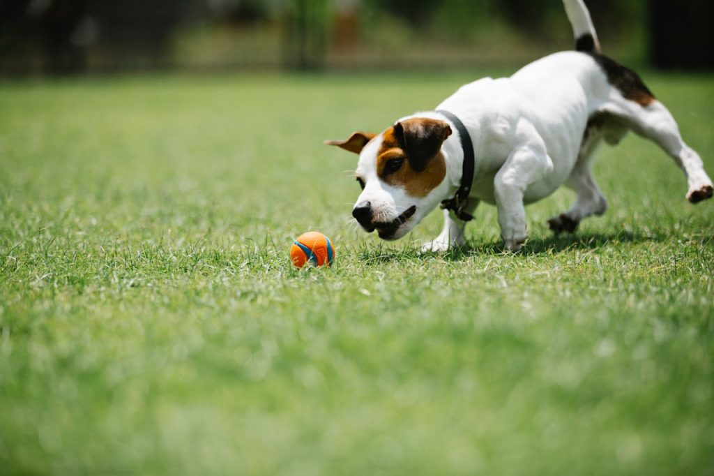 Un jack russel jouant à la balle