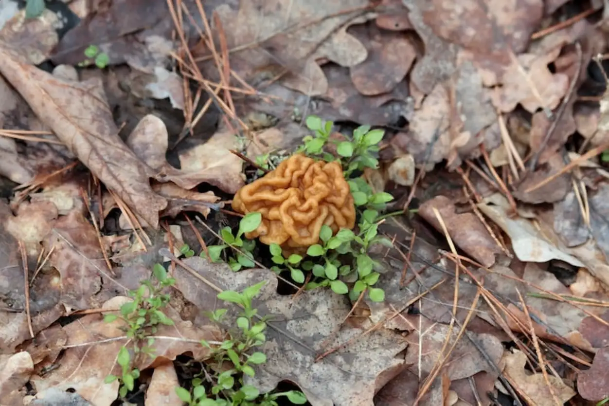Gyromitra gigas, natural calf brain fungi. Beautiful gyromirtra esculenta mushroom