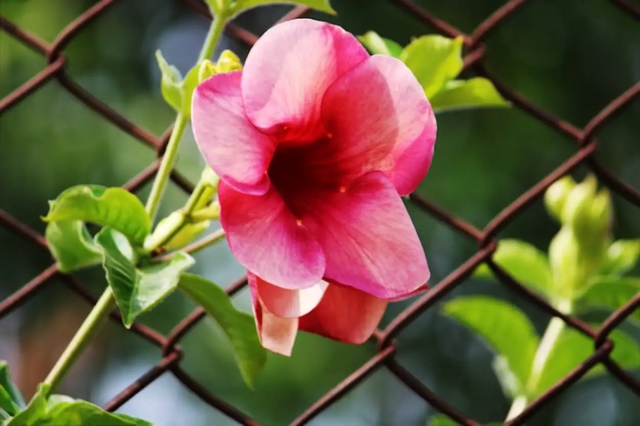 Closeup view of Allamanda Cherries Jubilee flower
