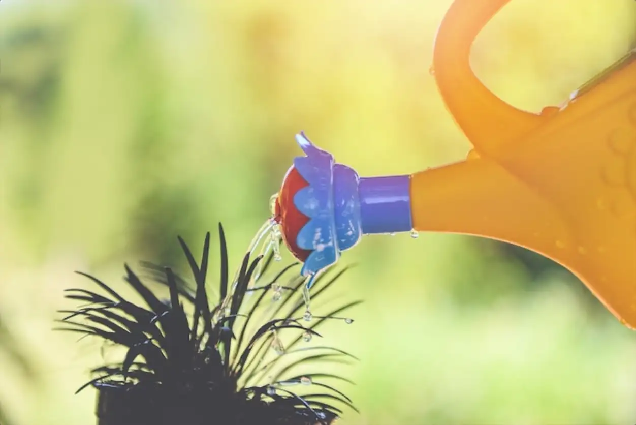 Watering plant with colorful watering can on pot in the garden