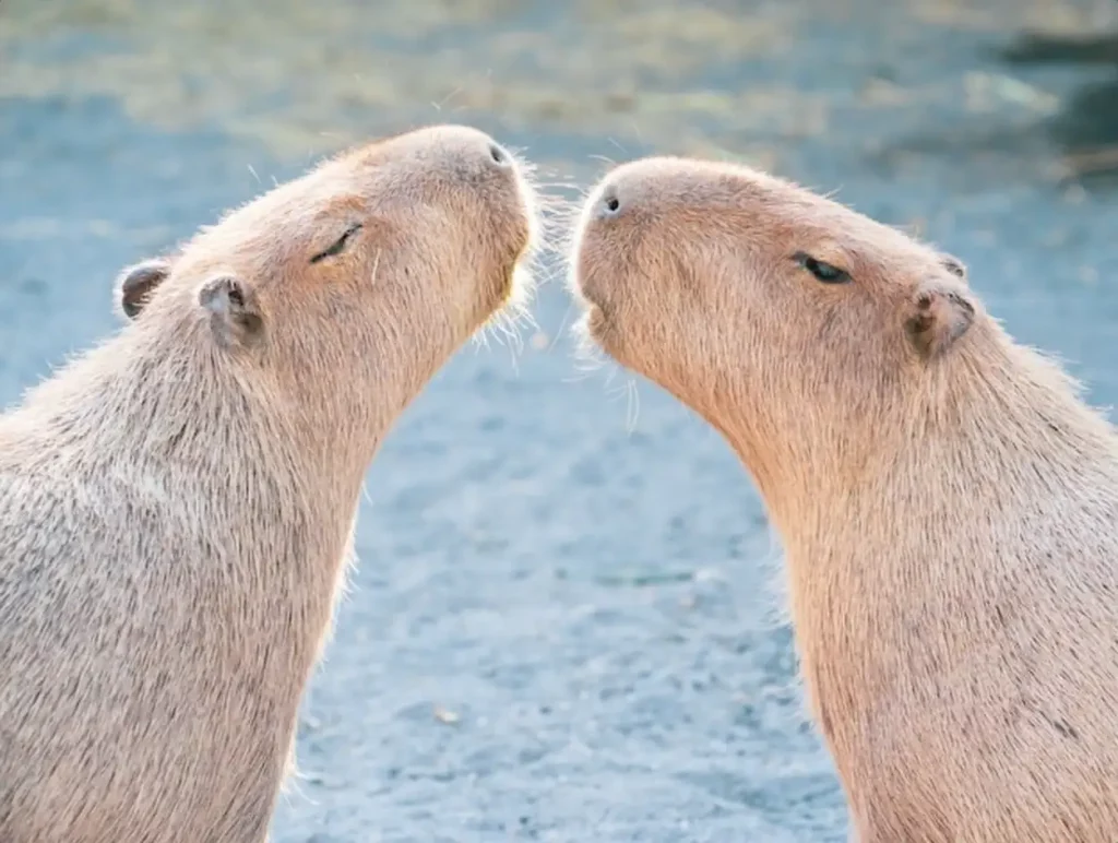 Cute Capybara (biggest mouse) eating and sleepy rest in the zoo, Tainan, Taiwan, close up shot
