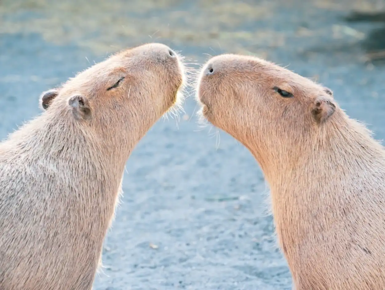 Cute Capybara (biggest mouse) eating and sleepy rest in the zoo, Tainan, Taiwan, close up shot