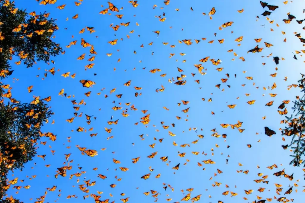 Monarch butterflies Danaus plexippus are flying on the background of the blue sky in a park El Rosario Reserve of the Biosfera Monarca Angangueo State of Michoacan Mexico