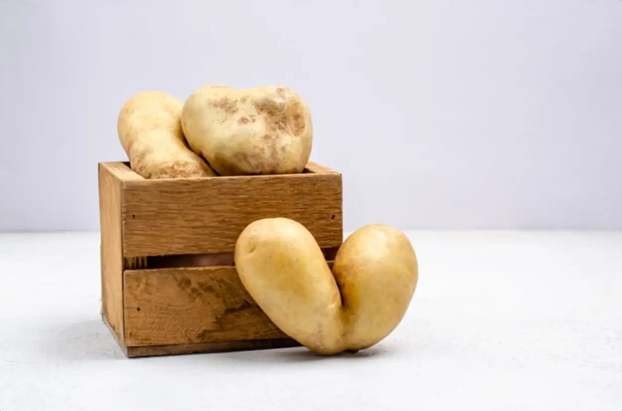 Despicable potatoes of different shapes in a wooden box, copy space