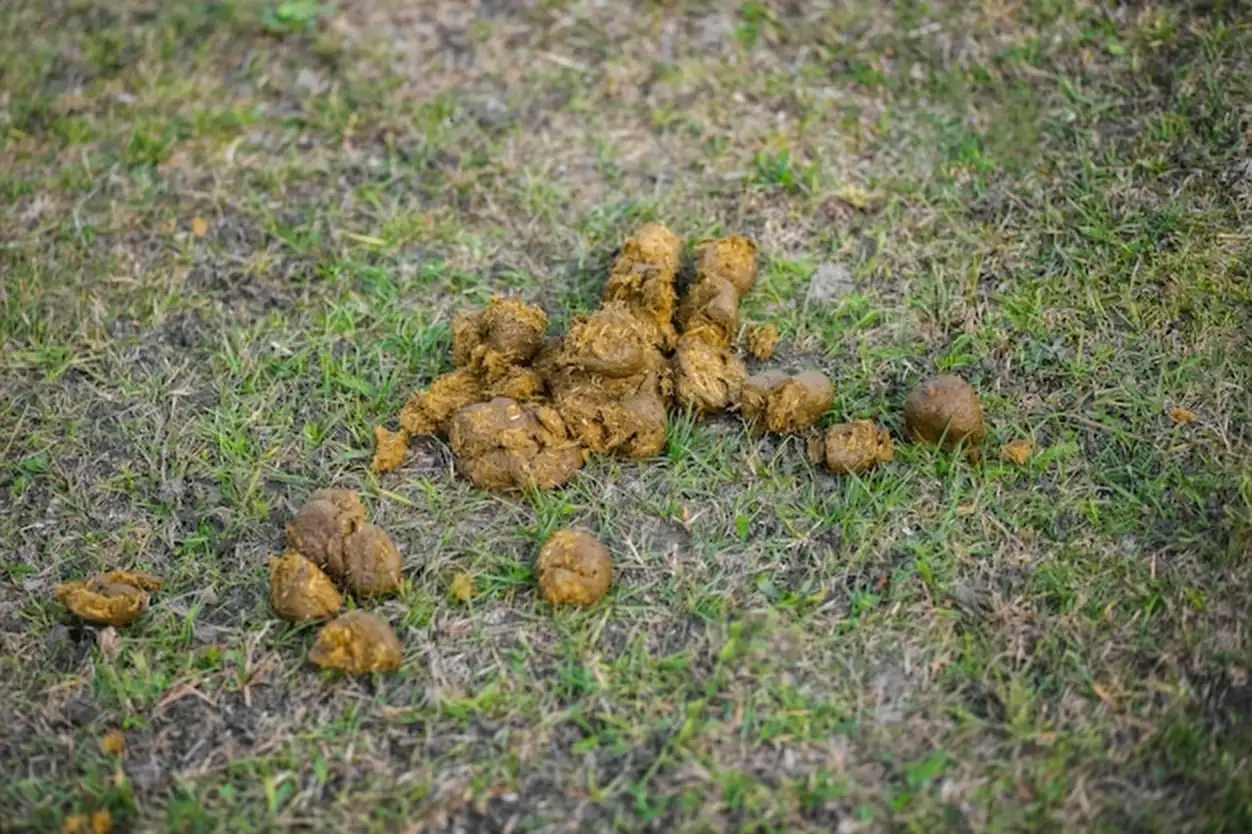 Horse manure lies on the grass Farm animal poop