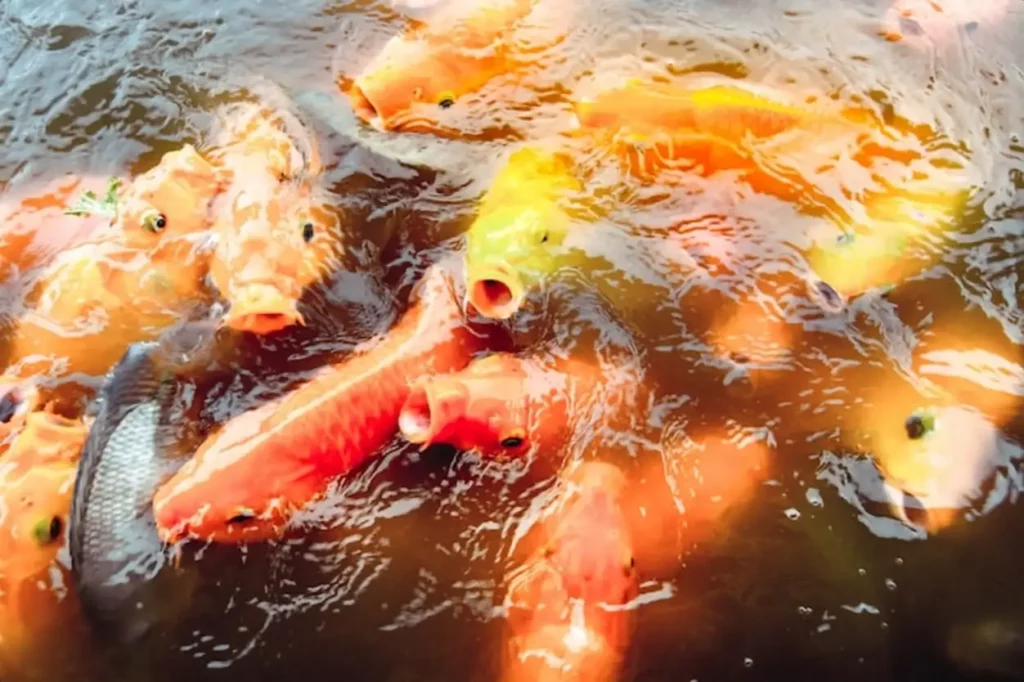 Goldfish swim in the pool against a background of orange water