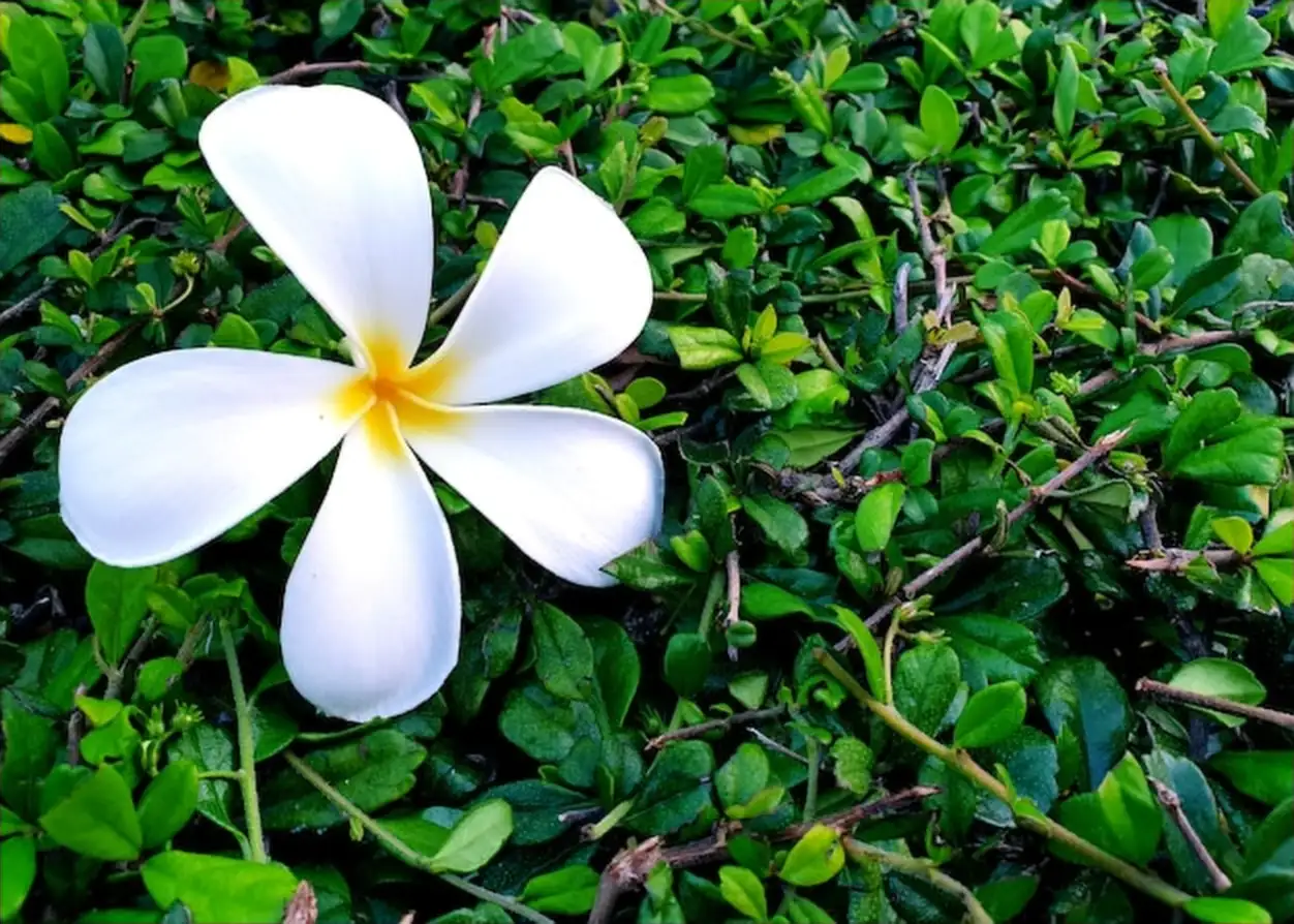 White plumeria flower on green Fukien tea backgrounds