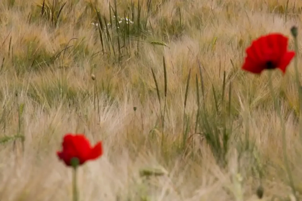Close-up of flowers growing in field