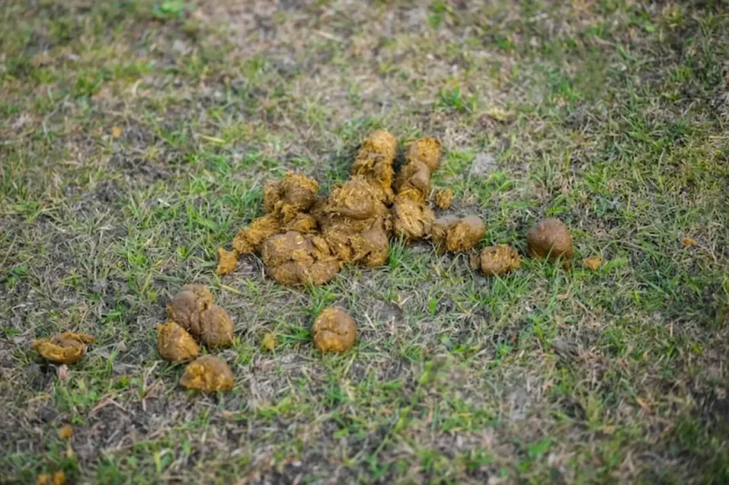 Horse manure lies on the grass Farm animal poop