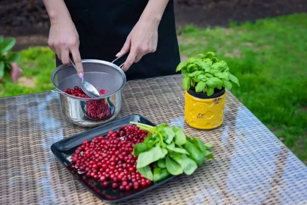 Professional cook hands prepares cranberry berry puree by rubbing berries through a sieve. The process of making marmalade.