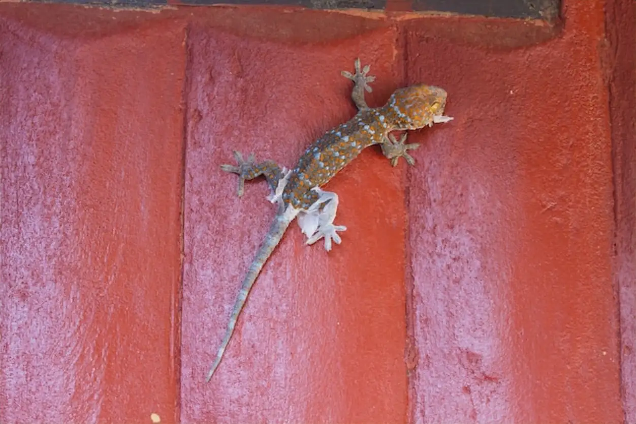 Gecko molting off the old skin