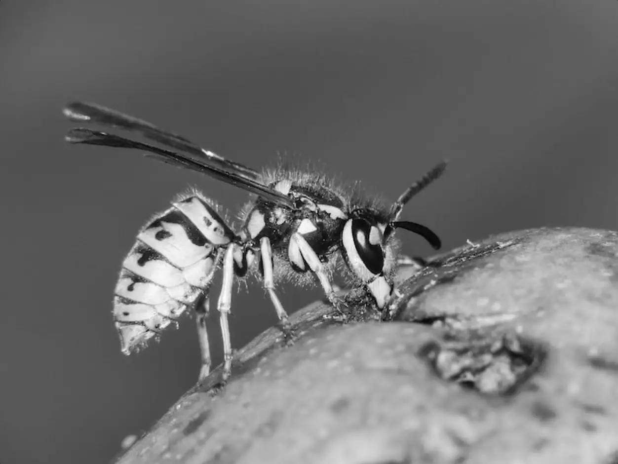 Close-up of wasp on fruit