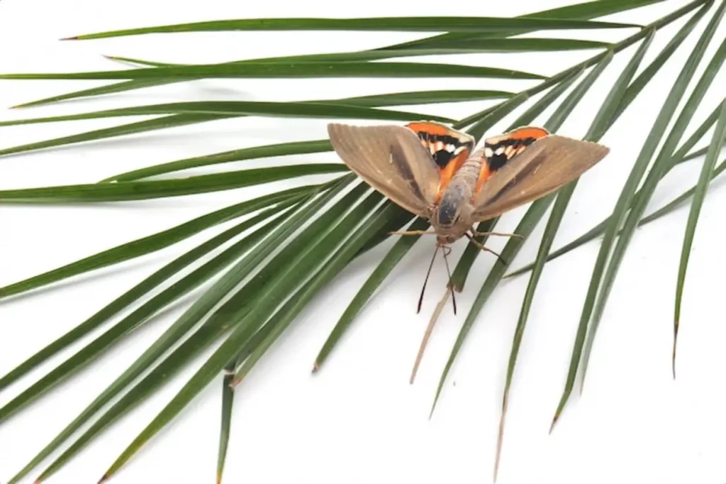 Paysandisia archon butterfly on a leaf