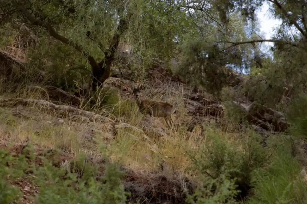 Iberian mountain goat
