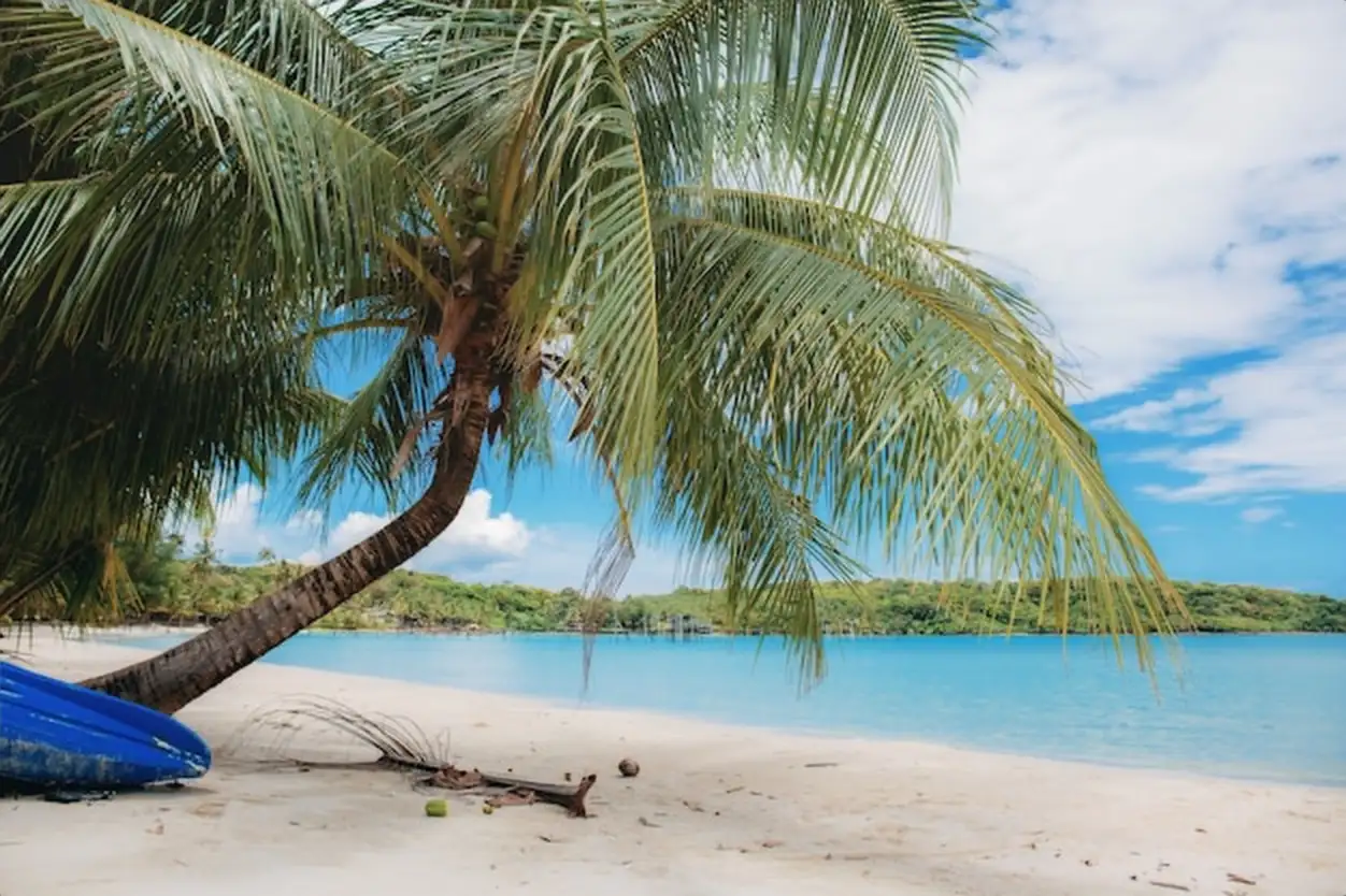 Palm tree on beach.
