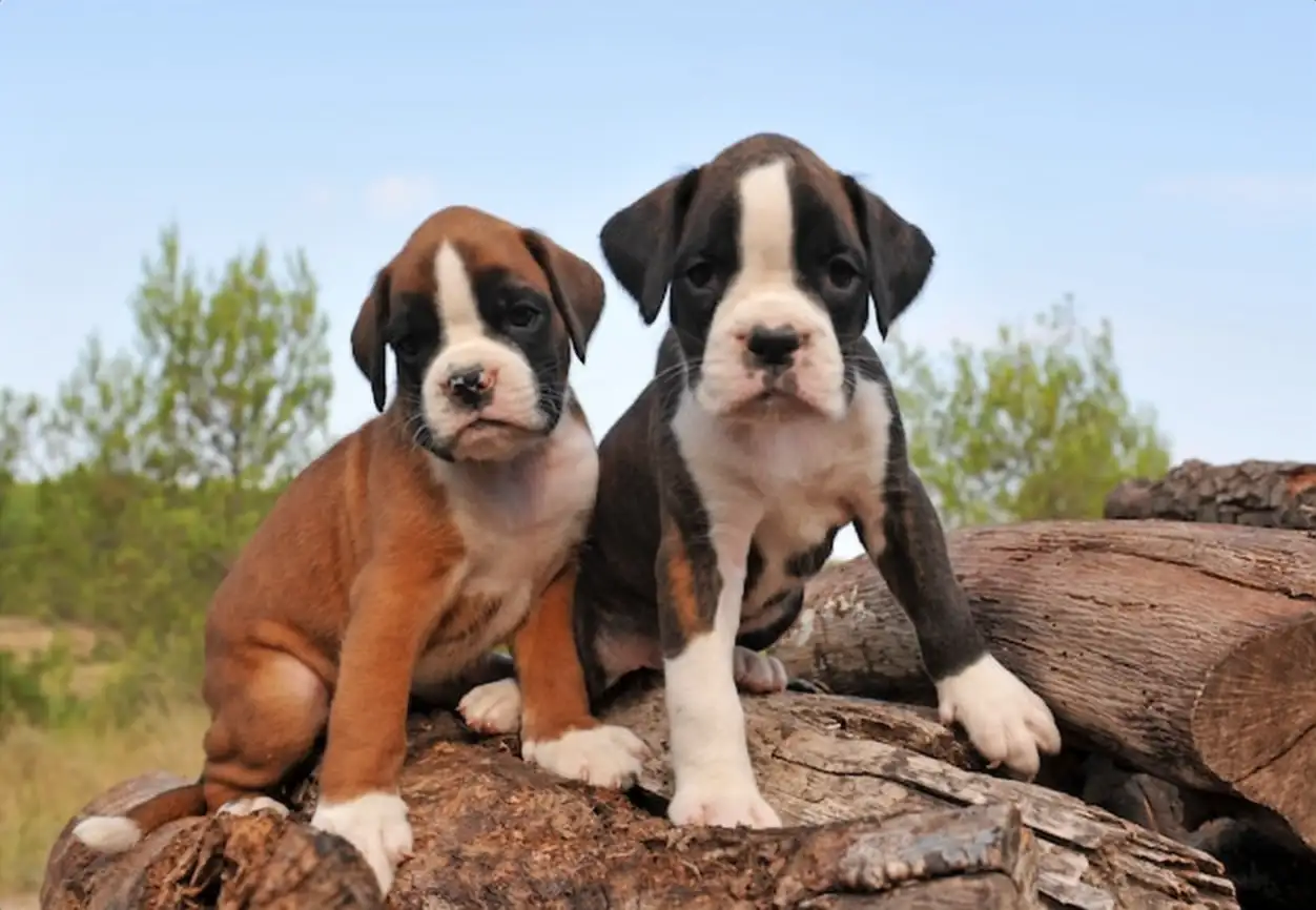 Puppies boxer