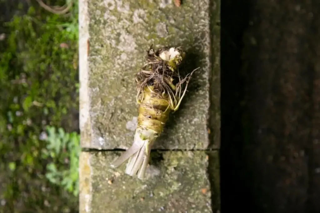 Organic and fresh Wasabi root in a farm in Shizuoka prefecture in Izu Peninsula Japan